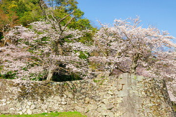 彦根城の満開の桜　滋賀県彦根市にて