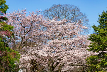 彦根城の満開の桜　滋賀県彦根市にて