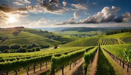 Fotobehang vineyard in region country © Green Crystal