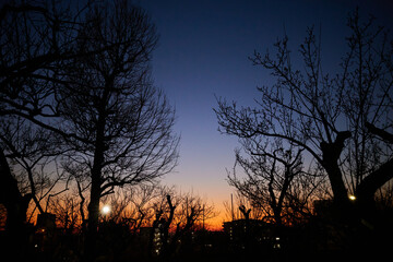 夕暮れと木々のシルエット