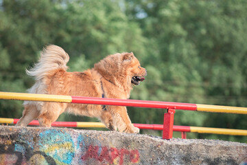 A beautiful chow-chow dog on a walk in the summer.