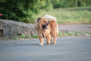 A beautiful chow-chow dog on a walk in the summer.
