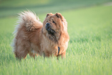 A beautiful chow-chow dog on a walk in the summer.