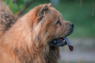A beautiful chow-chow dog on a walk in the summer.