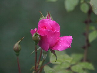 Purple rose on a bush with a bud