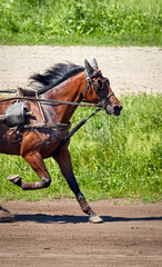  beautiful horse running along a hippodrome