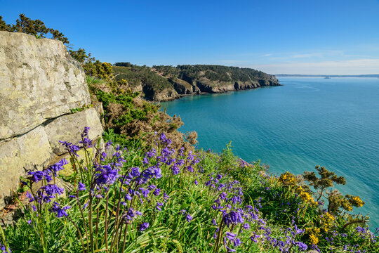 France, Brittany, Wildflowers blooming on Cap de la Chevre in summer