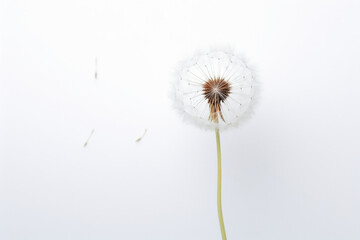 Closeup floral background dandelion nature summer macro white plant blowball fluffy seed flower spring
