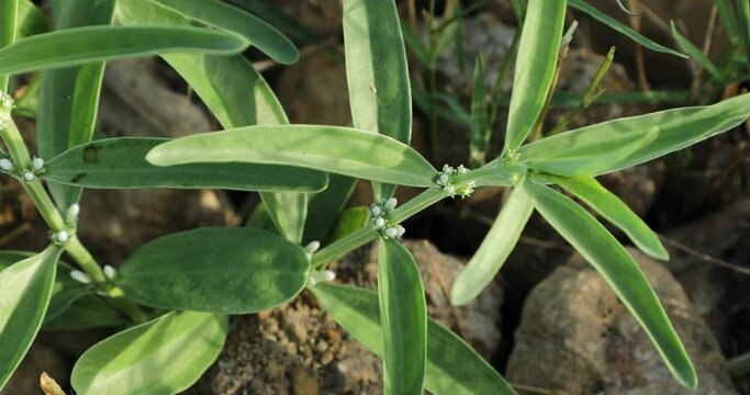Enicostemma littorale. Mamejava. Herbal plant. 