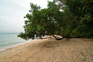tree close to the ocean