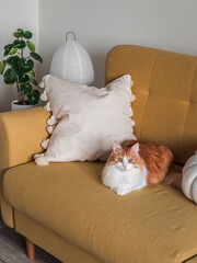 A red-haired cat lies on a yellow sofa with decorative pillows in a cozy living room