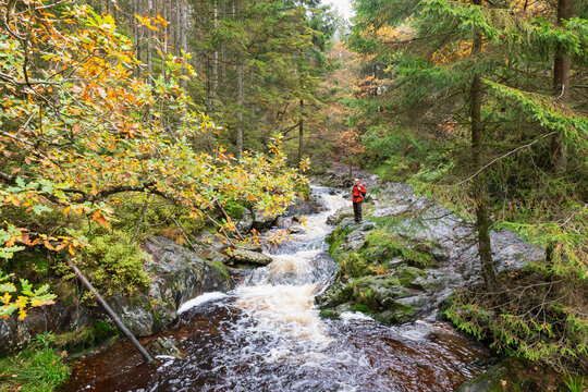 Belgium, Wallonia, Senior hiker standing over Tros Marets river in High Fens - Eifel Nature Park