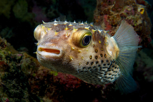 Porcupine fish / Igelfisch / Diodontidae