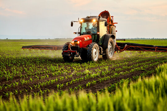 Farmer in tractor spraying fertilizer on corn field at sunset