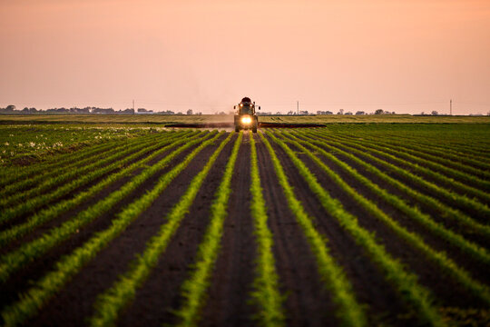 Tractor spraying fertilizer on corn field at sunset