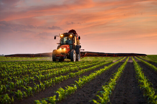 Farmer in tractor spraying fertilizer on corn field under sky at sunset