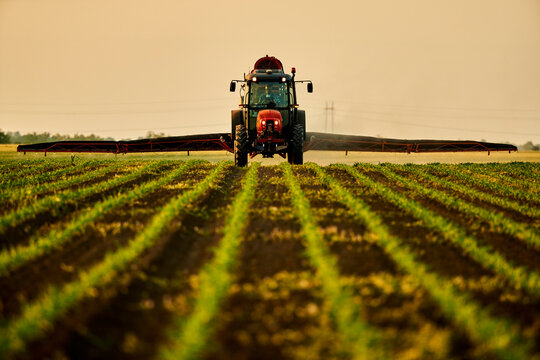 Farmer in tractor spraying fertilizer on corn filed at sunset under sky
