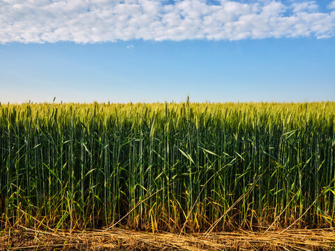 Wheat crops in field under cloudy sky
