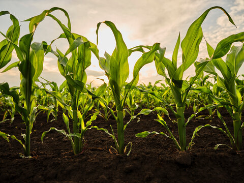 Corn crops in field at sunset