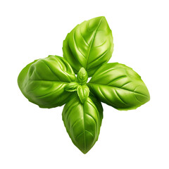 basil isolated on transparent background Remove png, Clipping Path, pen tool
