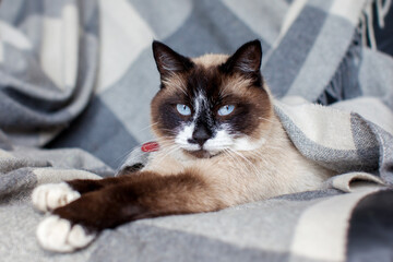 Cat lying on warm blanket indoor