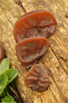Vertical closeup on a Jelly ear mushrooms, Hirneola auricula-judae growing on a branch