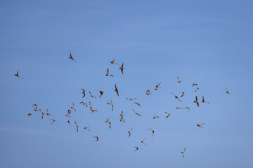 Burchell's sandgrouse (Gevlekte sandpatrys) (Pterocles burchelli) in flight at Kij Kij in the Kgalagadi Transfrontier Park in the Kalahari