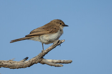 Marico flycatcher, or Mariqua flycatcher (Maricovlieëvanger) (Bradornis mariquensis) at Leeudril in the Kgalagadi Transfrontier Park in the Kalahari