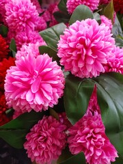 pink chrysanthemum flowers