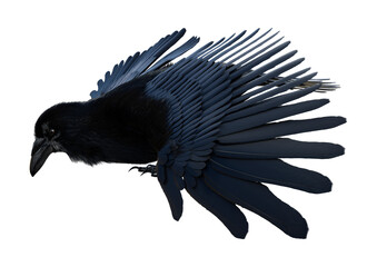 3D Rendering Black Crow on White