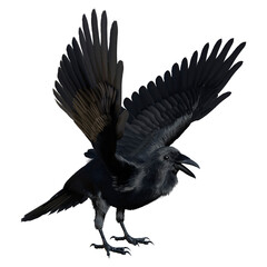3D Rendering Black Crow on White