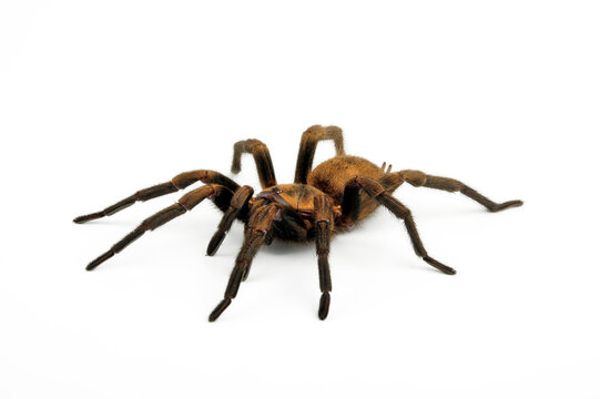 Chilenische Fallt&uuml;rspinne // Funnel-web trapdoor spider (Acanthogonatus francki) - Chile