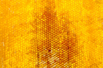 Drop of bee honey drip from hexagonal honeycombs filled with golden nectar - obrazy, fototapety, plakaty