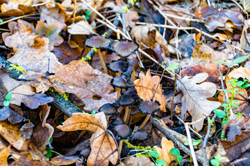 Photography to theme large beautiful poisonous mushroom in forest on leaves background