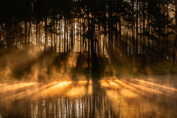 beam of light through trees and the mist that floats above the surface of the water