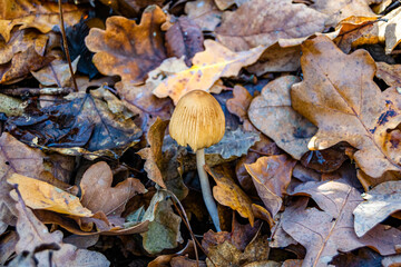 Photography to theme large beautiful poisonous mushroom in forest on leaves background