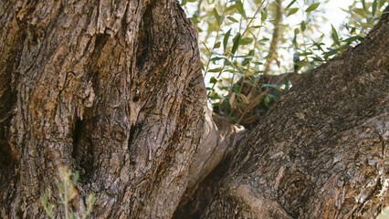 Secular trunk of olive food fruit in Calabria land