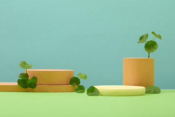 Cylindrical podiums of different sizes are decorated with fresh pennywort leaves on a blue...