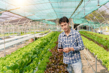 Hydroponics vegetable farm. Young Asian man farmer harvesting vegetables from his hydroponics farm, concept of growing organic vegetables and healthy food.