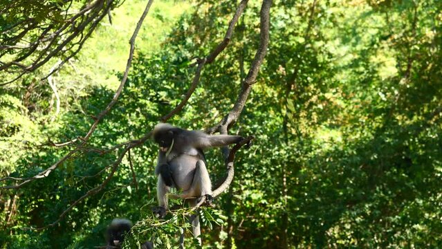 Dusky leaf monkey scratching skin and sitting on tree,  Three forest mammal with green trees and shrubs