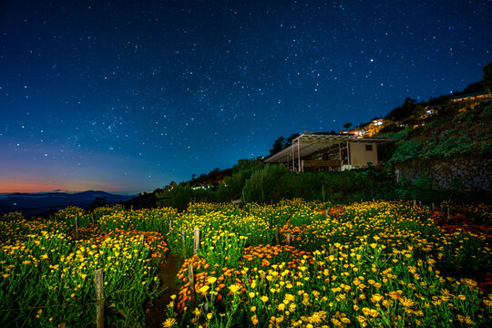 Beautiful flowers blloms under the starry skies at Northern Blossoms, Atok, Benguet, Philippines