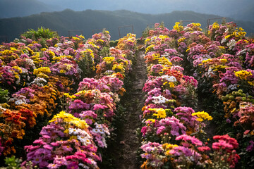 Rows of beautiful flowers at Northern Blossoms, Atok, Benguet, Philippines