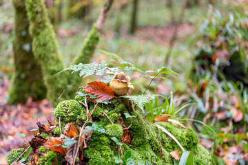 Exploded Puffball mushroom on dead wood in Respryn woods Cornwall United Kingdom