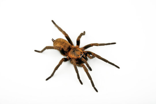 Funnel-web trapdoor spider // Chilenische Fallt&uuml;rspinne (Acanthogonatus francki) - Chile