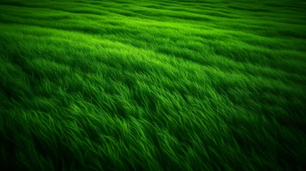 Foto op Canvas Serene Green Grass Field 16:9 Aspect Ratio for Wallpaper © Alan