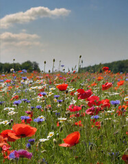 A summer meadow full of wildflowers, cornflowers, poppies and others in the sunlight on a summer...