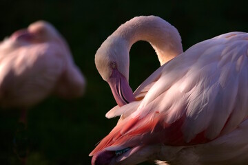 Flamingo putzt sein Federkleid