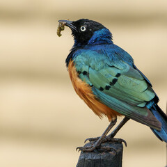 blue jay on a branch
Kenia Africa 