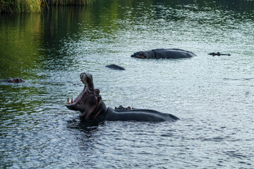 hippopotamus in water
Kenia Africa 