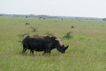 Kenia Africa rhino in the wild